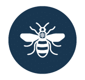 Manchester Bee.